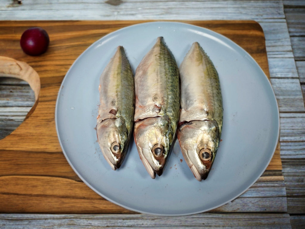 Indian Mackerel(450g-550g)