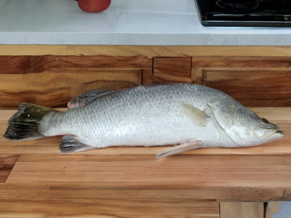 Barramundi/kalanji